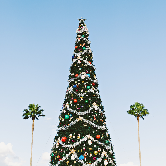Pour Un Noel Ecolo Sapin Naturel Ou Artificiel Blogue Et Nouvelles Jour De La Terre Canada Le 22 Avril Et Tous Les Jours