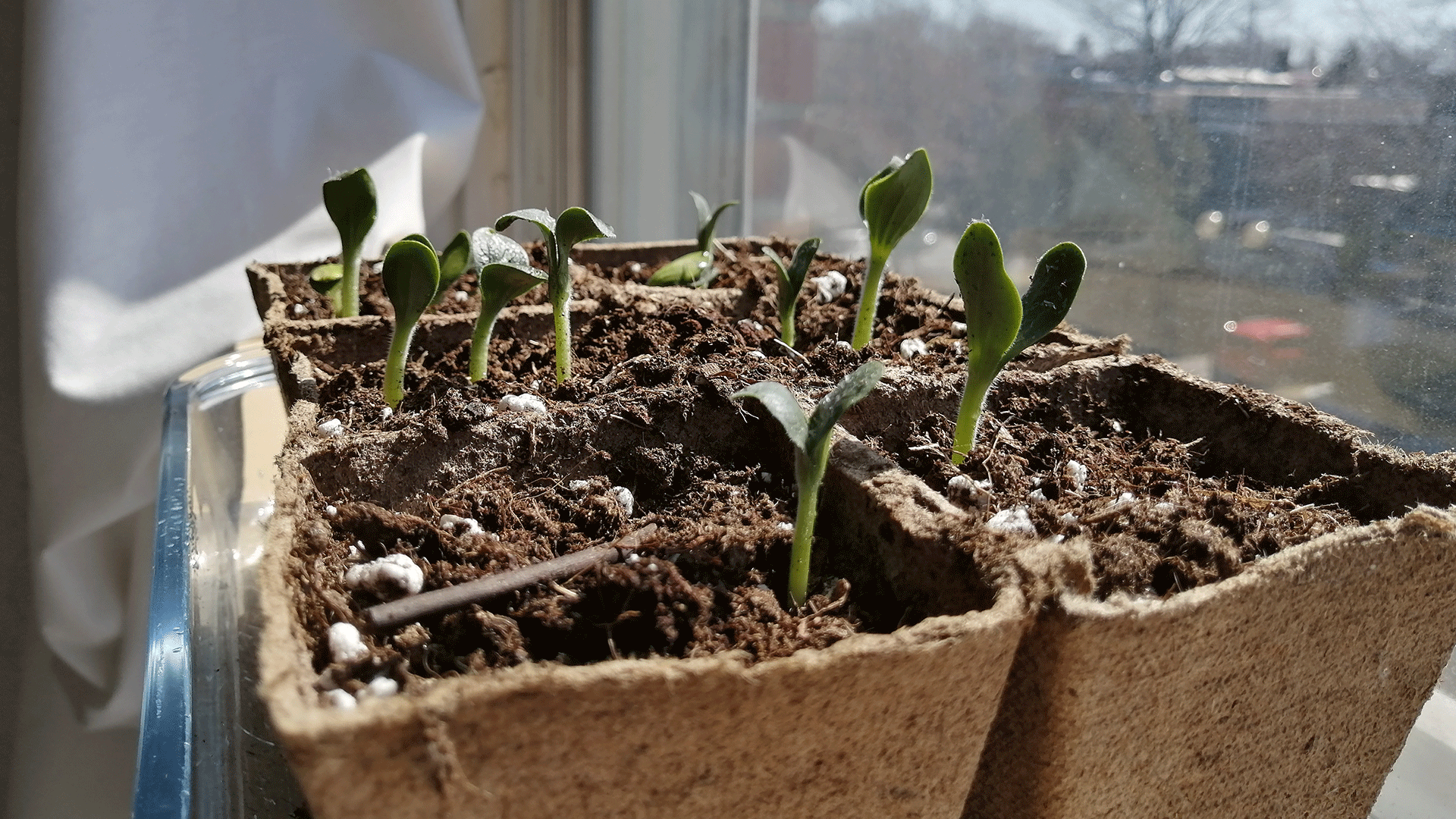 jour_de_la_terre_canada_blogue_potager_urbain_2